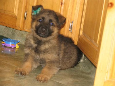 Bullet And His Green Ear